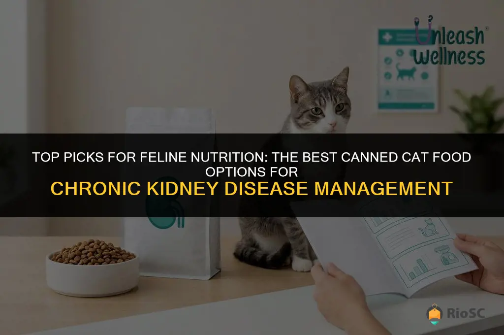 best canned cat food for ckd