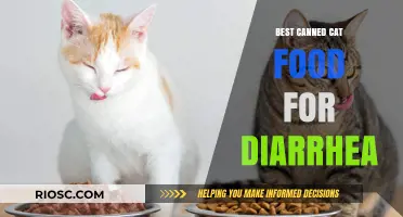 Top Picks for Soothing Your Cat's Upset Tummy: The Best Canned Cat Foods for Diarrhea Relief