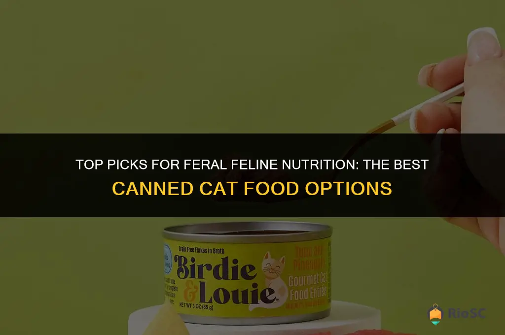 best canned cat food for feral cats