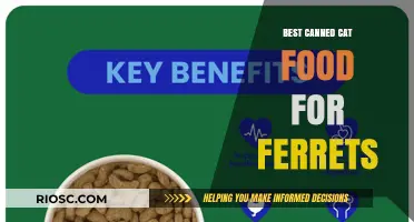 Top Picks: Premium Canned Cat Food Options for Ferrets
