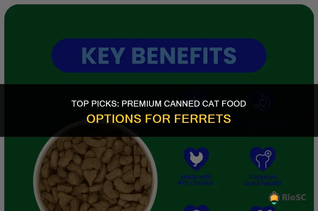 best canned cat food for ferrets