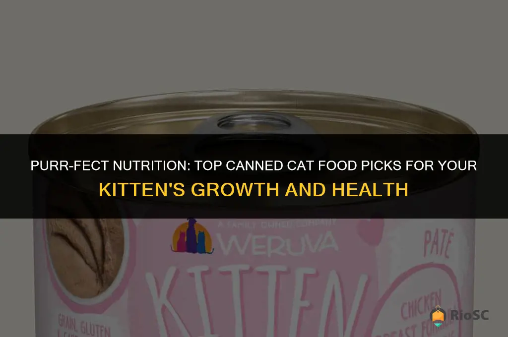 best canned cat food for kitten