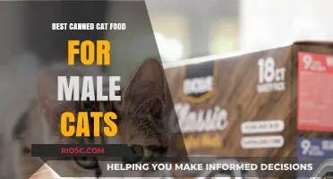 Top Picks for Your Feline Friend: The Best Canned Cat Food for Male Cats