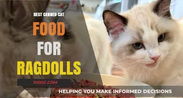 Purr-fect Nutrition: Top Canned Cat Food Picks for Your Ragdoll Companion