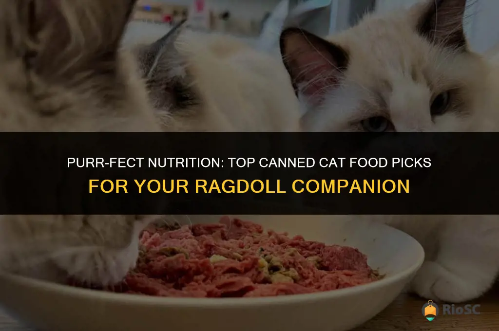 best canned cat food for ragdolls