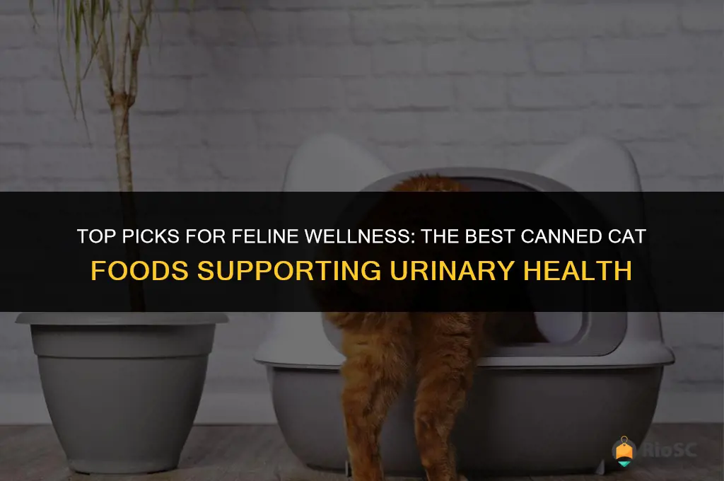 best canned cat food for urinary health