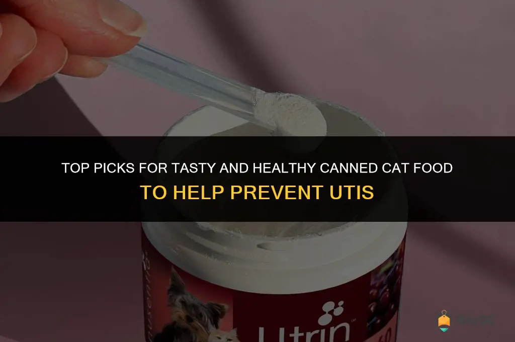 best canned cat food for uti