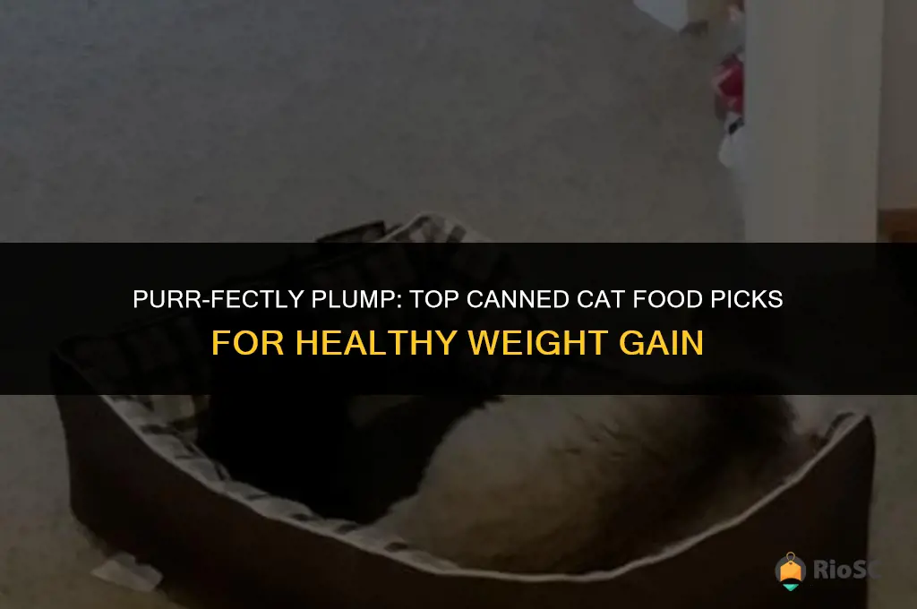 best canned cat food for weight gain