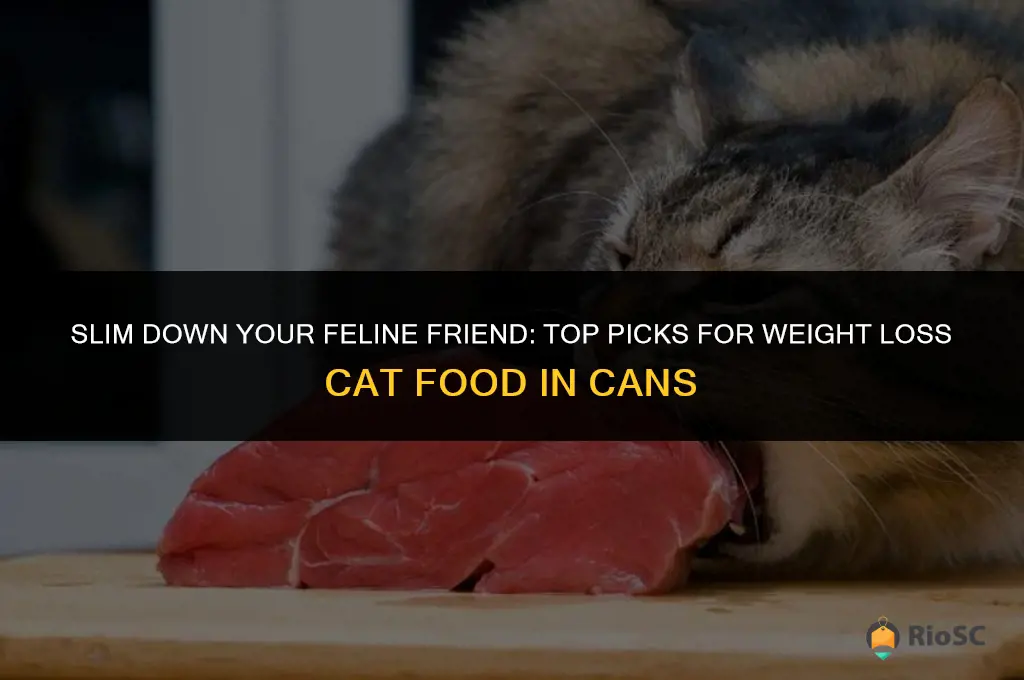 best canned cat food for weight loss