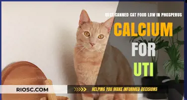 Top Picks for Low Phosphorus and Calcium Canned Cat Food to Support UTI Health