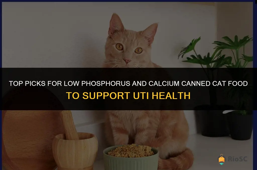 best canned cat food low in phosperus calcium for uti