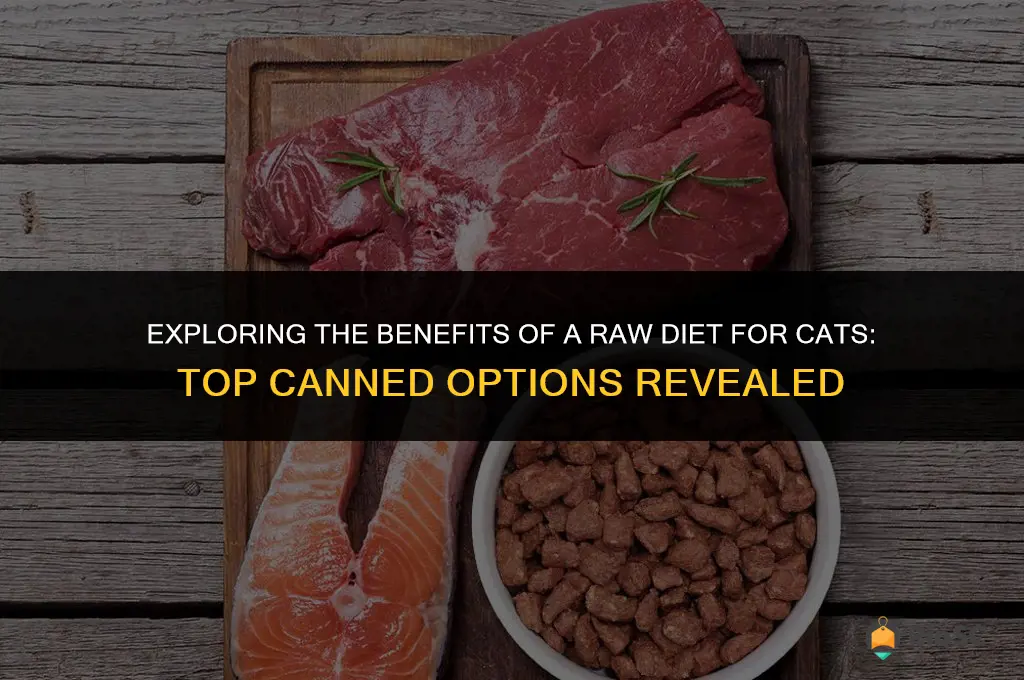 best canned cat food raw diet
