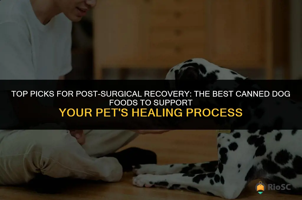best canned dog food after surgery