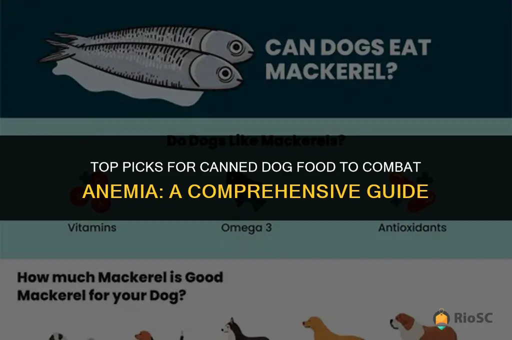 best canned dog food for anemia