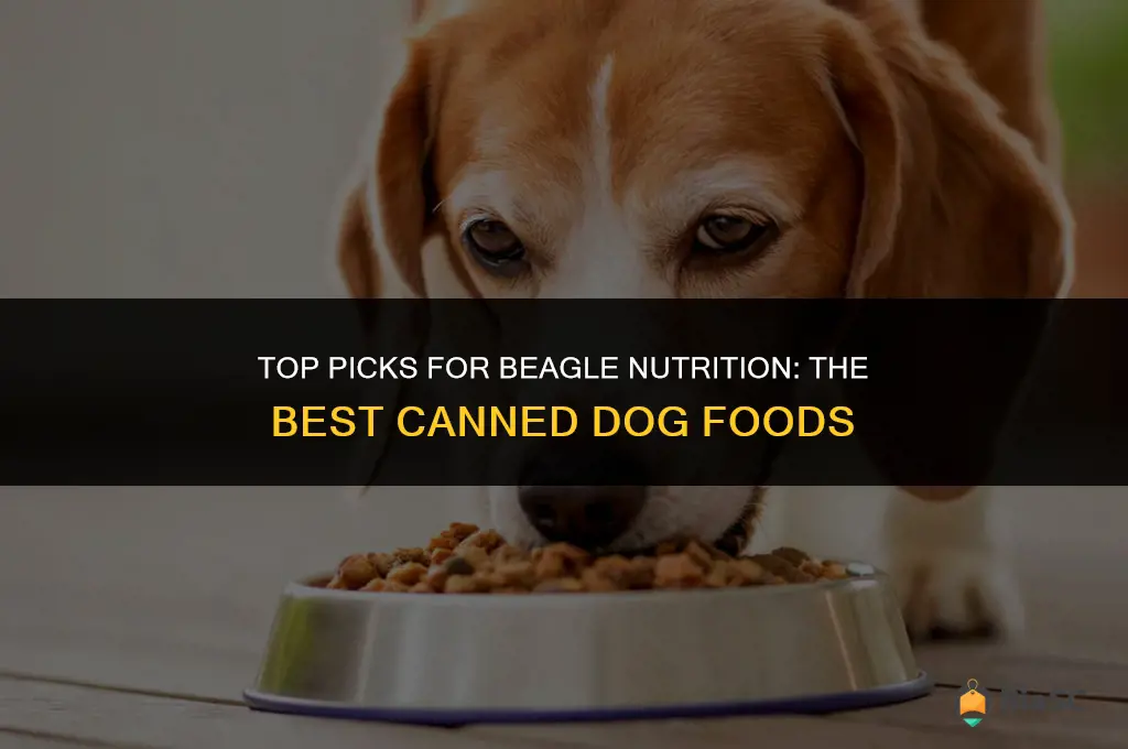 best canned dog food for beagles