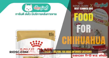 Top-Rated Canned Dog Food Options to Keep Your Chihuahua Healthy and Happy