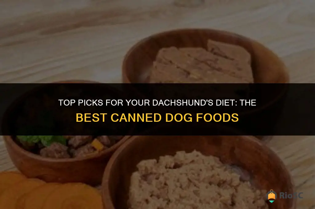 best canned dog food for dachshunds
