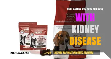 Top Picks for Renal-Friendly Canned Dog Food: Nourishing Your Kidney-Challenged Companion