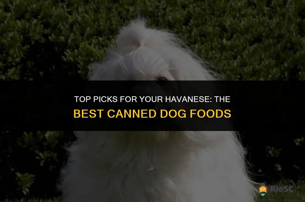 best canned dog food for havanese