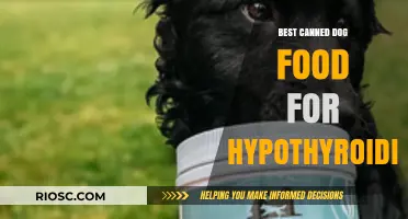 Top Picks for Canned Dog Food to Support Hypothyroid Health
