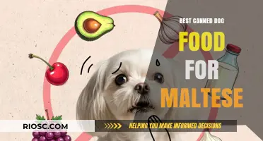 Top-Rated Canned Dog Food Options for Your Maltese Companion