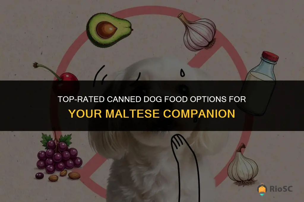 best canned dog food for maltese