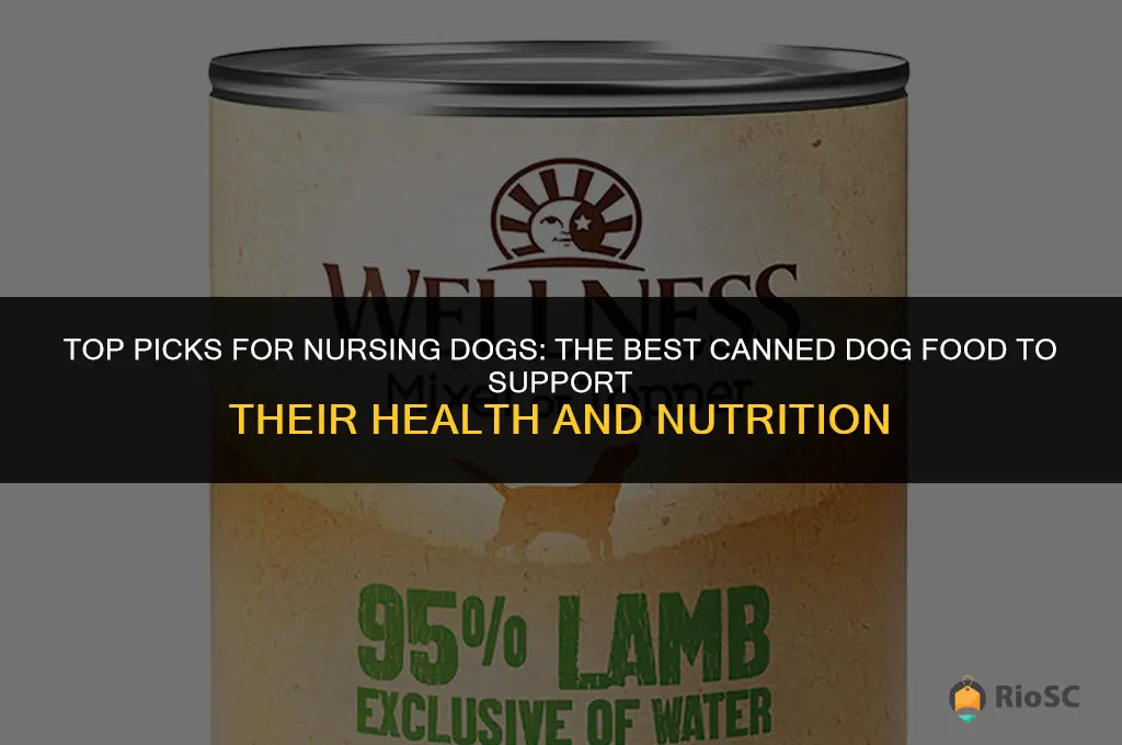 best canned dog food for nursing dogs