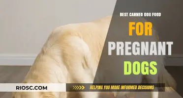 Nourishing the Future: Top Canned Dog Food Picks for Expectant Moms