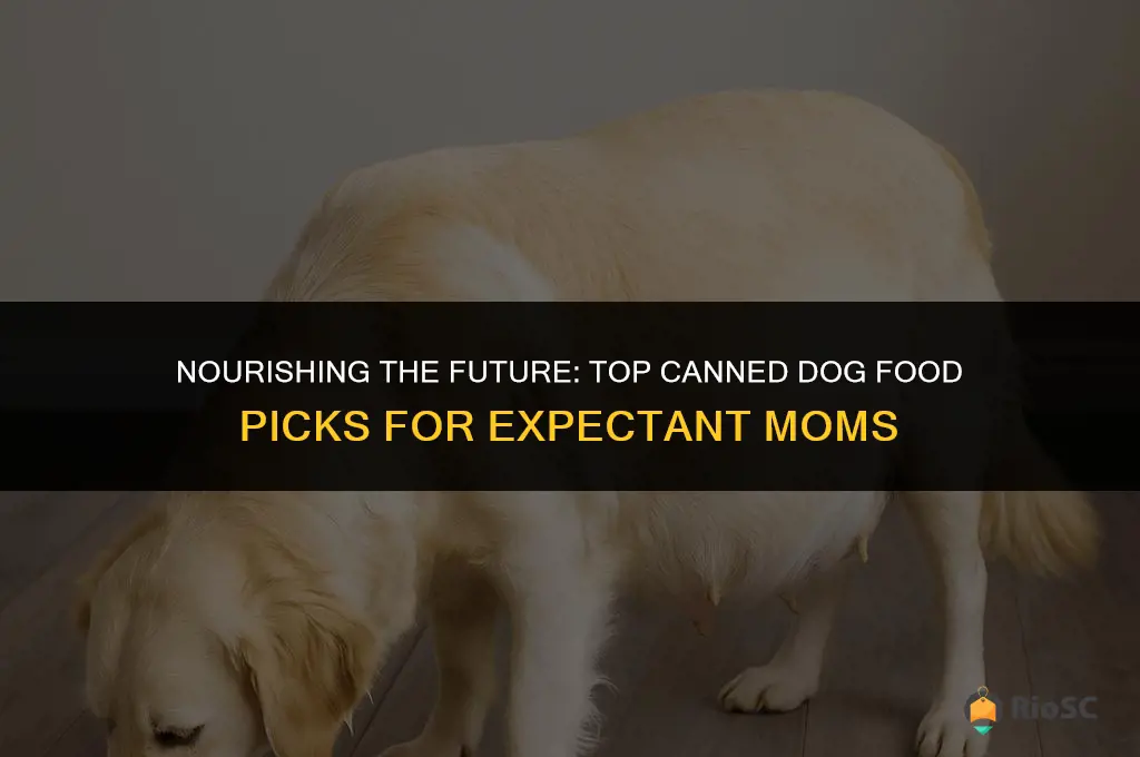 best canned dog food for pregnant dogs