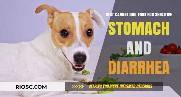 Gentle on the Tummy: Top Canned Dog Foods for Sensitive Stomachs and Diarrhea Relief