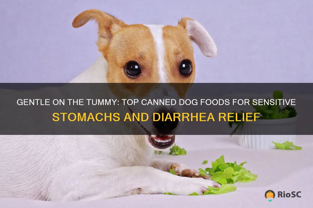 best canned dog food for sensitive stomach and diarrhea
