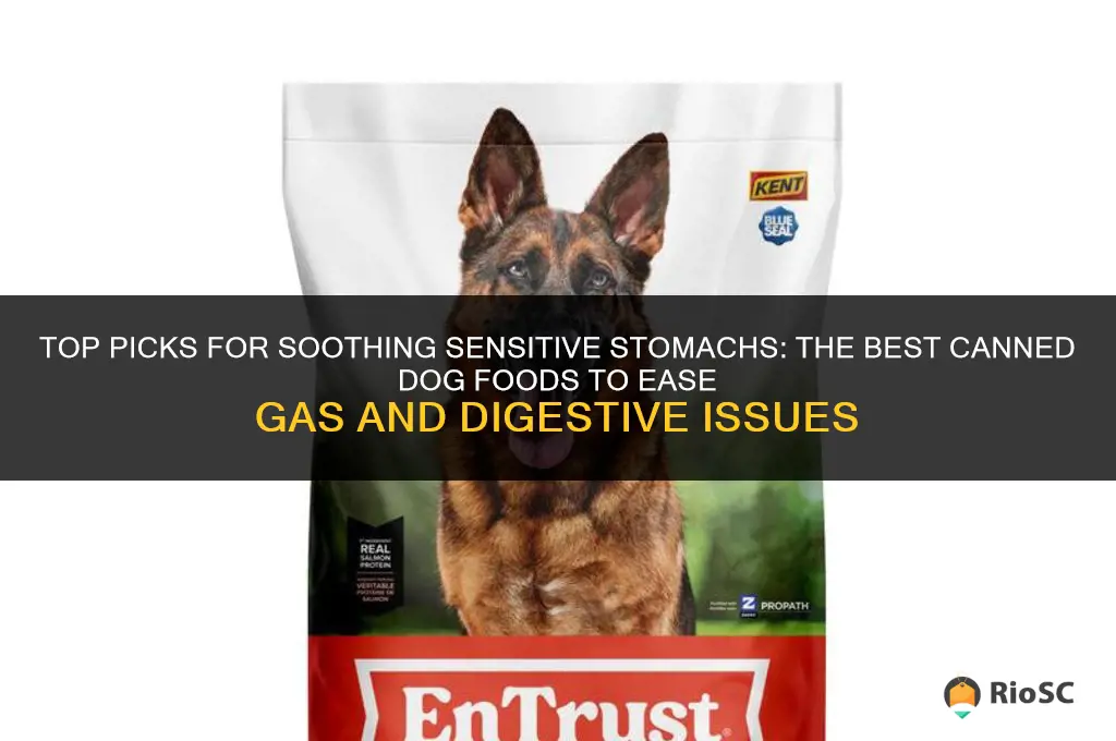 best canned dog food for sensitive stomach and gas