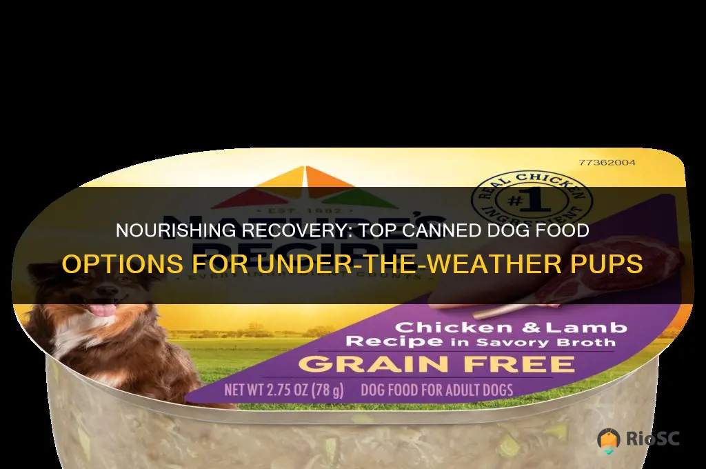 best canned dog food for sick dogs