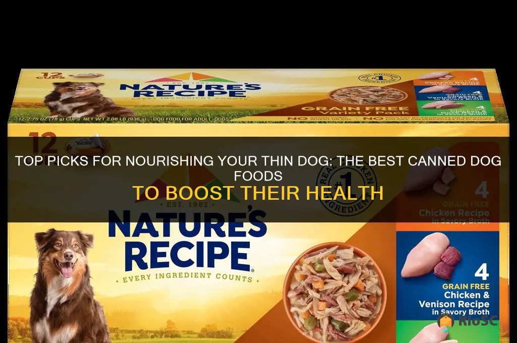 best canned dog food for thin dog