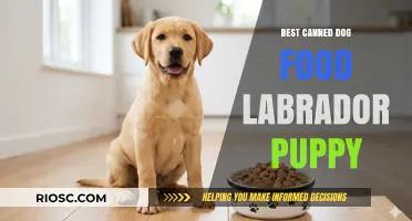 Top Picks for Your Labrador Puppy: The Best Canned Dog Foods for Optimal Growth and Health