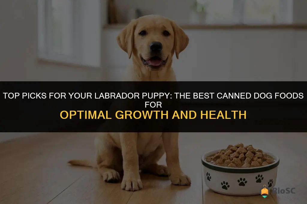 best canned dog food labrador puppy