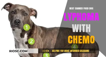 Exploring the Best Canned Food Options for Dogs Undergoing Chemotherapy for Lymphoma