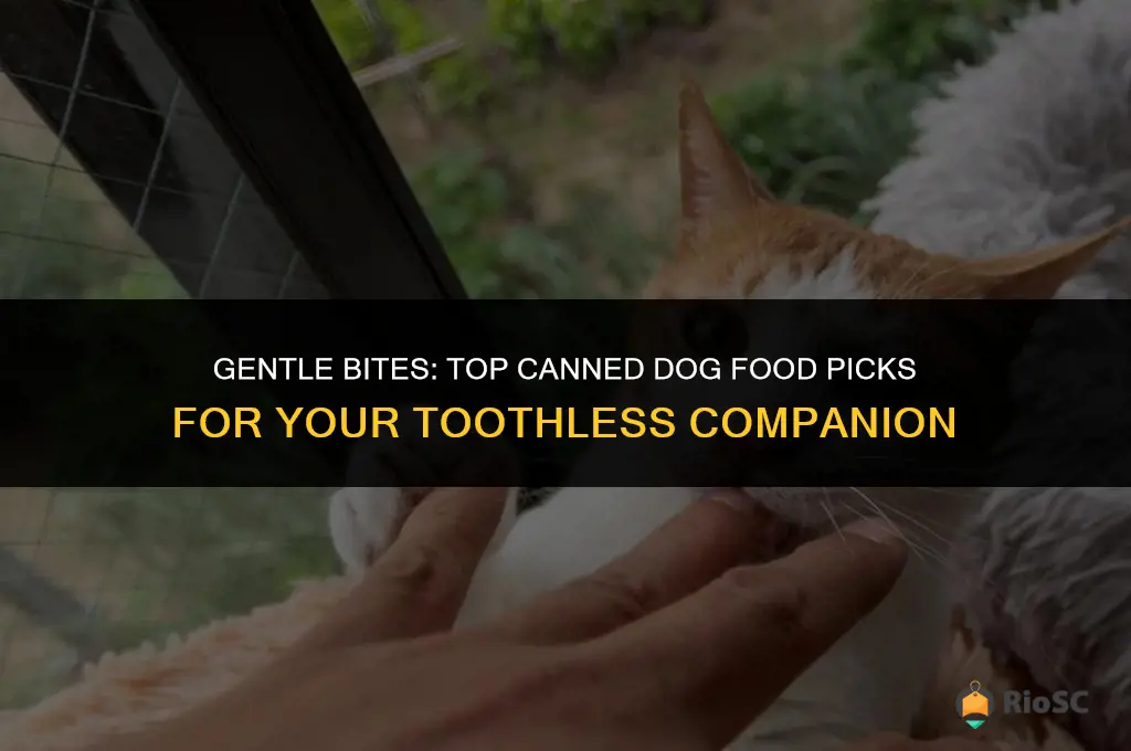 best canned food for a dog missing 12 teeth