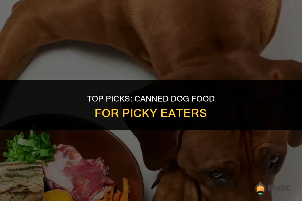 best canned food for dog that won