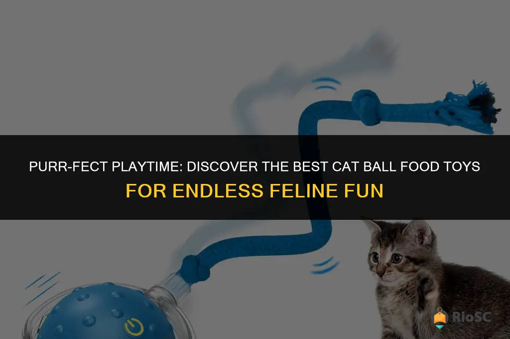 best cat ball food toy