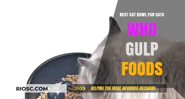 Top Picks for Feline Gourmets: The Best Cat Bowls to Prevent Gulping and Promote Healthy Eating