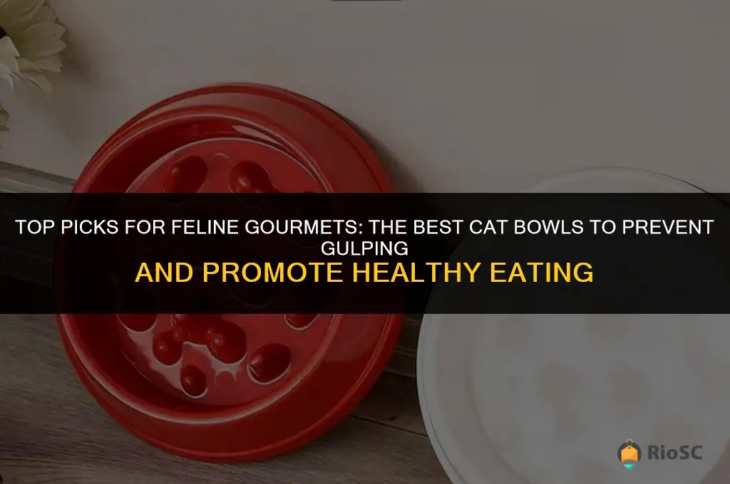 best cat bowl for cats who gulp foods