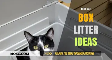 Purr-fectly Clean: Top Cat Box Litter Ideas for a Fresh and Happy Home
