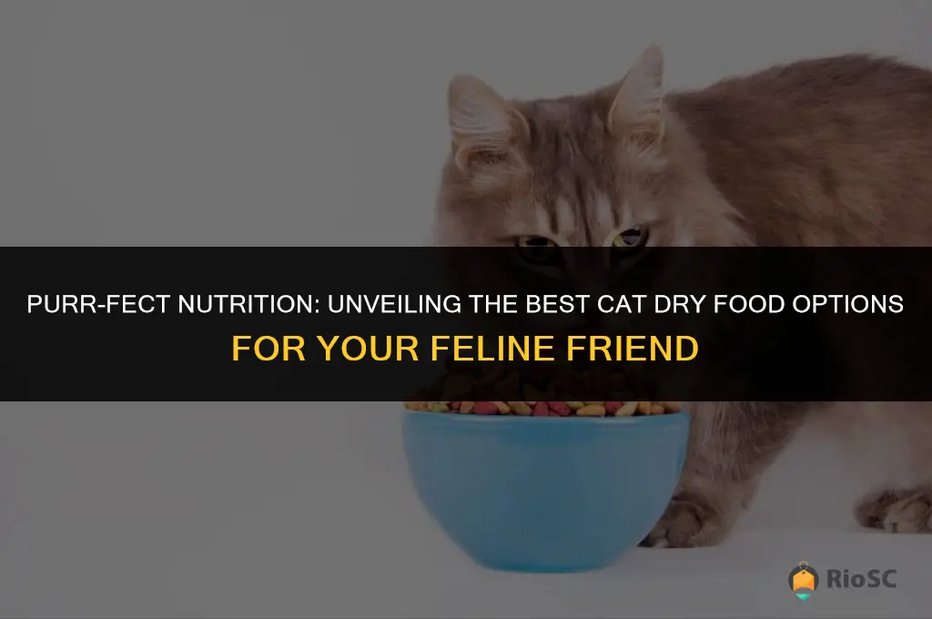 best cat dey food
