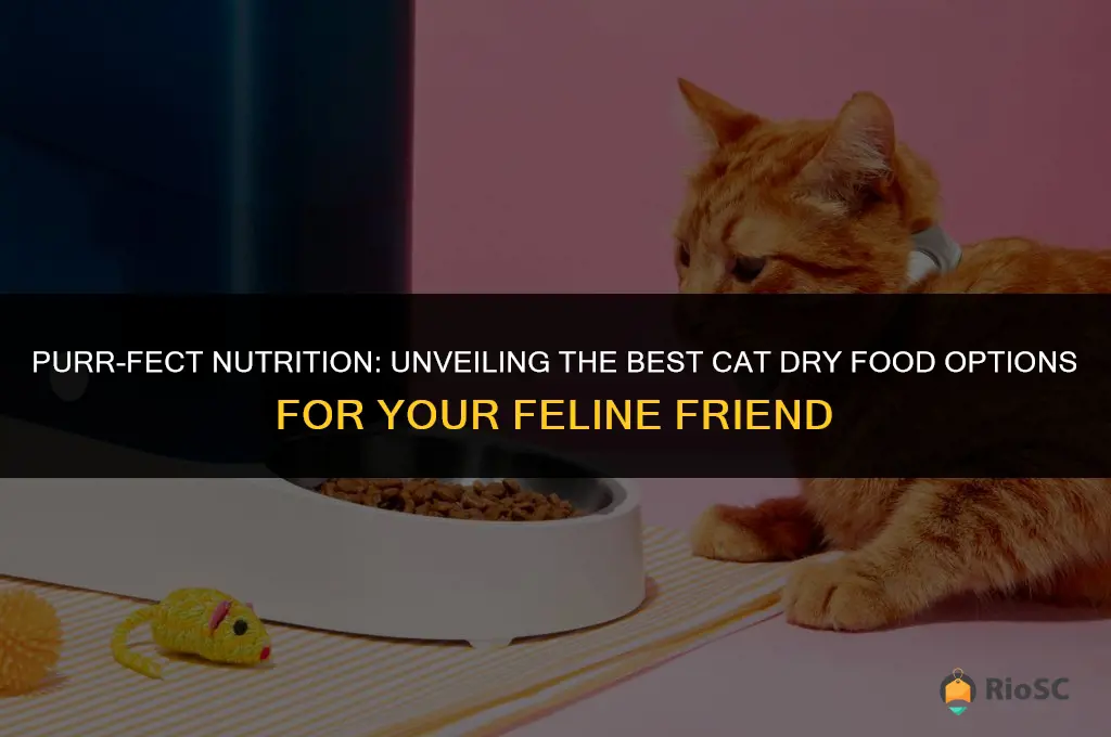 best cat dry food all animal food