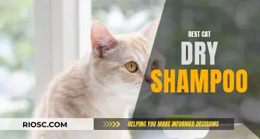 Purr-fectly Clean: The Ultimate Guide to the Best Cat Dry Shampoo for Your Feline Friend