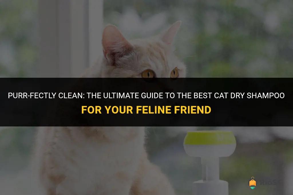 best cat dry shampoo