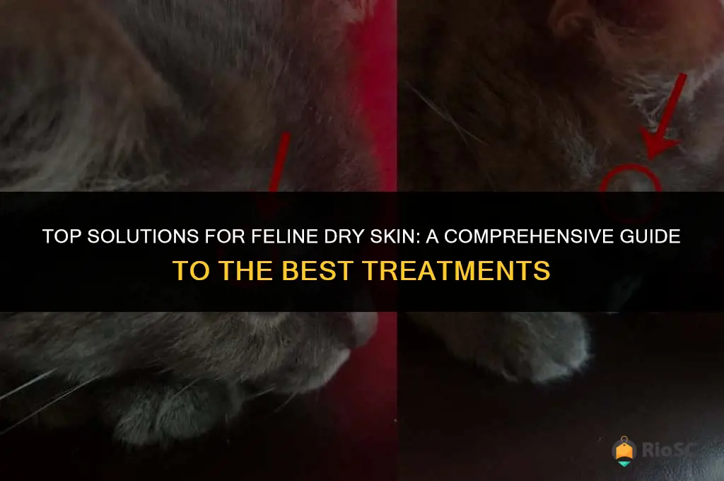 best cat dry skin treatment