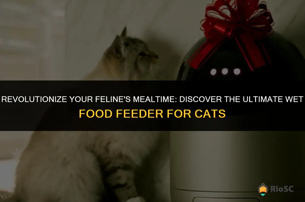 best cat feeder for wet food