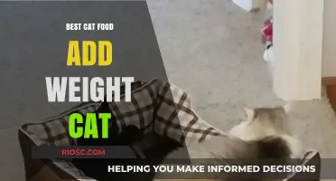 Bulk Up Your Feline Friend: Top Cat Food Choices for Weight Gain